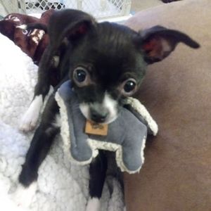 Meet your Posher, Donna